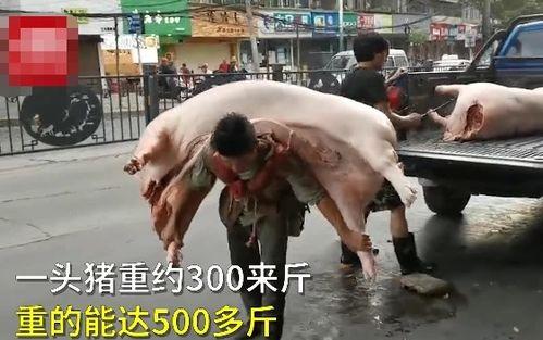 男三斤爆料大哥洗米视频,洗米哥洗米视频背后的故事 第2张 男三斤爆料大哥洗米视频,洗米哥洗米视频背后的故事 第2张
